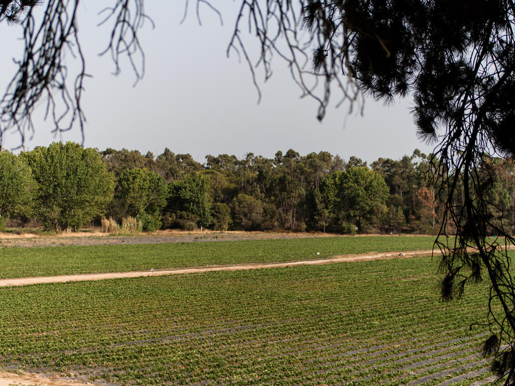 Villa Uva Do Monte - Blueberry Farm Comporta Exterior foto